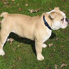 Engelsk bulldog master