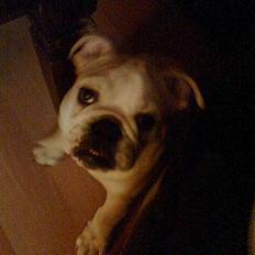 Engelsk bulldog master