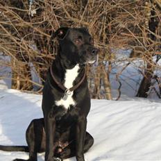 Blanding af racer Tjalfe