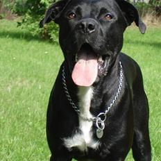 Blanding af racer Tjalfe