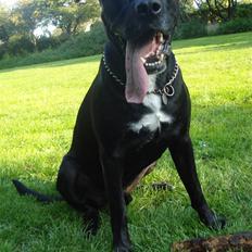 Blanding af racer Tjalfe