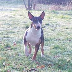 Bullterrier Freya ++Hvil min pige++