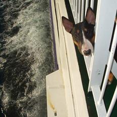 Bullterrier Freya ++Hvil min pige++