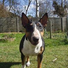 Bullterrier Freya ++Hvil min pige++