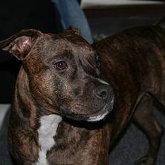 Amerikansk staffordshire terrier Zulu aka. Pølse (himmelhund)