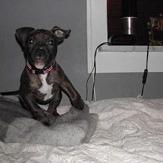 Amerikansk staffordshire terrier Zulu aka. Pølse (himmelhund)