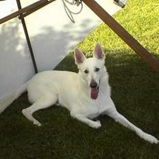 Hvid Schweizisk Hyrdehund charli