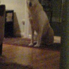 Hvid Schweizisk Hyrdehund charli