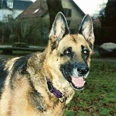 Schæferhund Leika 22/1-95 - 10/12-04