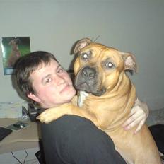 Amerikansk staffordshire terrier odin R.I.P 08/10/08