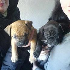 Amerikansk staffordshire terrier odin R.I.P 08/10/08