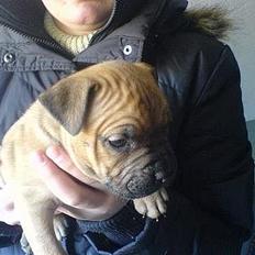 Amerikansk staffordshire terrier odin R.I.P 08/10/08