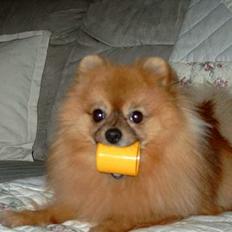 Pomeranian Uno