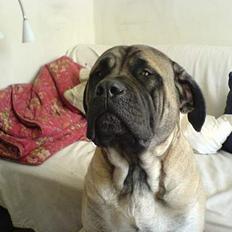 Mastiff Gerda