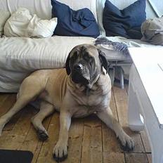 Mastiff Gerda
