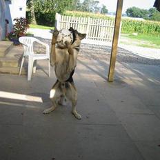 Schæferhund Rex(The King)