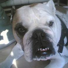 Engelsk bulldog Alice