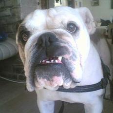 Engelsk bulldog Alice