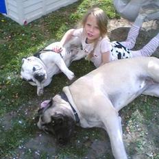 Engelsk bulldog Alice