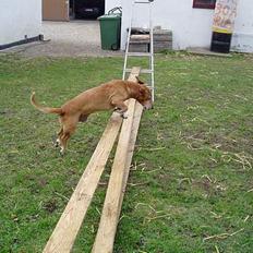 Blanding af racer Bonzo<33