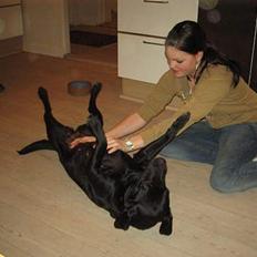 Labrador retriever Parma<33