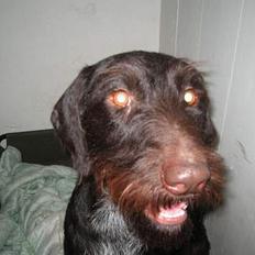 Ruhåret hønsehund Morgan