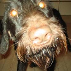 Ruhåret hønsehund Morgan