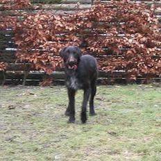 Ruhåret hønsehund Morgan