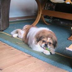Pekingeser Danger - Savner dig!! 2004 - 2010