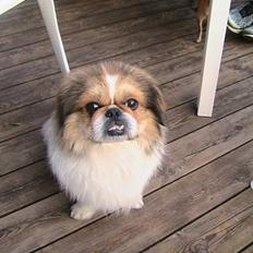 Pekingeser Danger - Savner dig!! 2004 - 2010