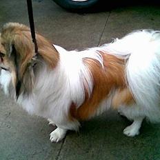 Pekingeser Danger - Savner dig!! 2004 - 2010