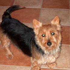 Australsk terrier Olfert (DØD)