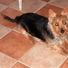 Australsk terrier Olfert (DØD)