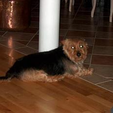 Australsk terrier Olfert (DØD)