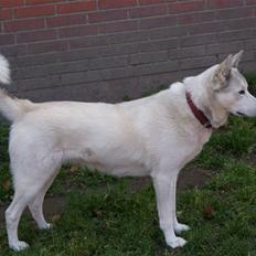 Siberian husky Lajka *udlånt*