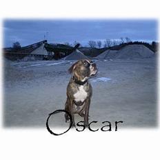 Blanding af racer Oscar R.I.P.