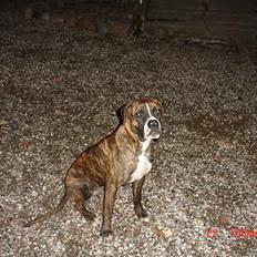 Blanding af racer Oscar R.I.P.