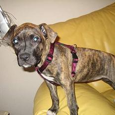 Amerikansk staffordshire terrier Tara