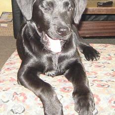 Labrador retriever formel 1 A&H Maggie