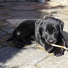 Labrador retriever formel 1 A&H Maggie