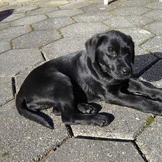 Labrador retriever formel 1 A&H Maggie