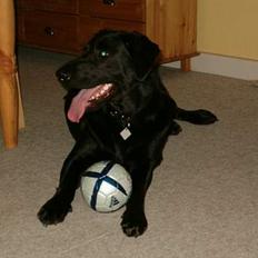 Blanding af racer Buster ***R.I.P.***