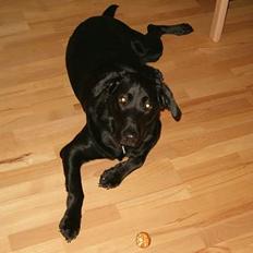 Blanding af racer Buster ***R.I.P.***