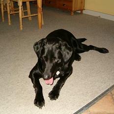 Blanding af racer Buster ***R.I.P.***