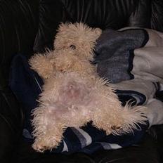 Bichon à poil frisé Nicky, Bor hos svigermor