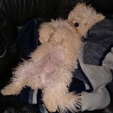 Bichon à poil frisé Nicky, Bor hos svigermor