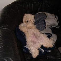 Bichon à poil frisé Nicky, Bor hos svigermor