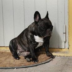 Fransk bulldog gizmo ( Død den 29/07-10)
