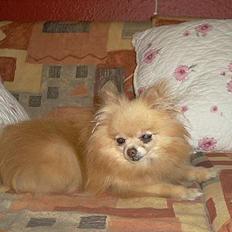 Pomeranian Debbi *Død d. 26/8 2004*
