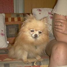 Pomeranian Debbi *Død d. 26/8 2004*